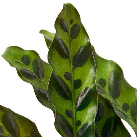 Calathea Lancifolia Rattlesnake 6"
