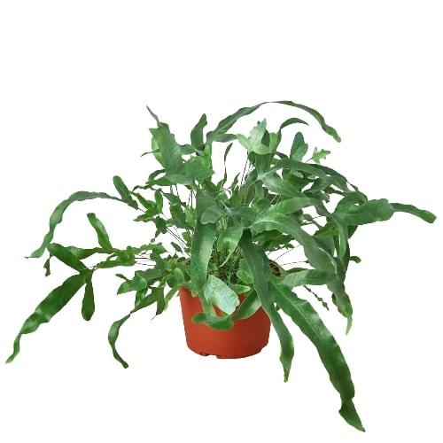 Fern 'Blue Star' 6"