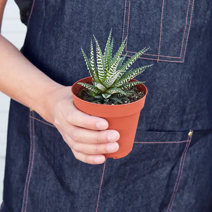 Haworthia Zebra Succulent 3"