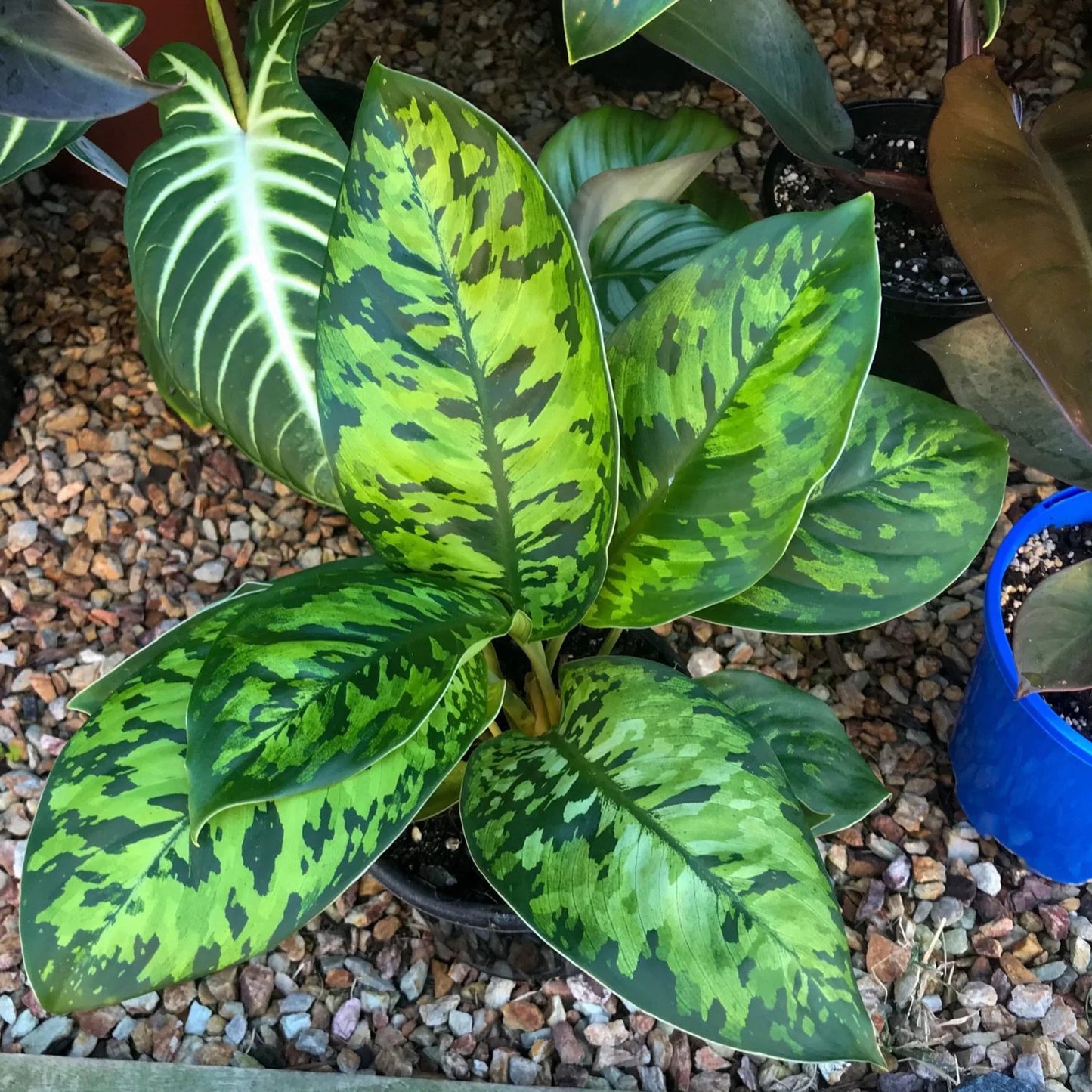 Homalomena "Camouflage" 4"
