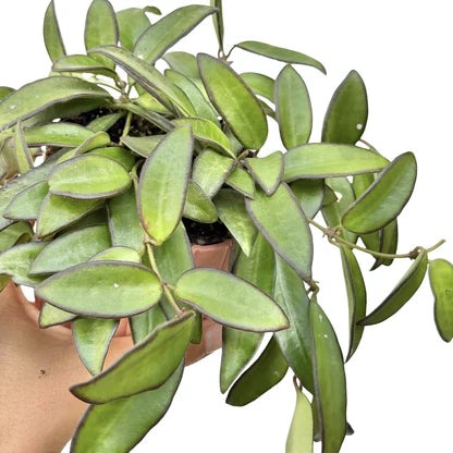Hoya Rosita