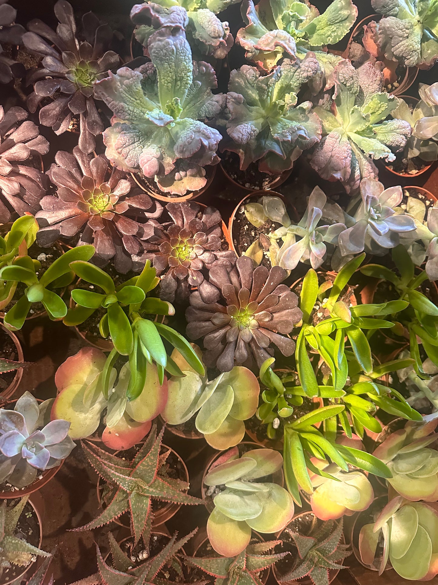 Succulent Variety