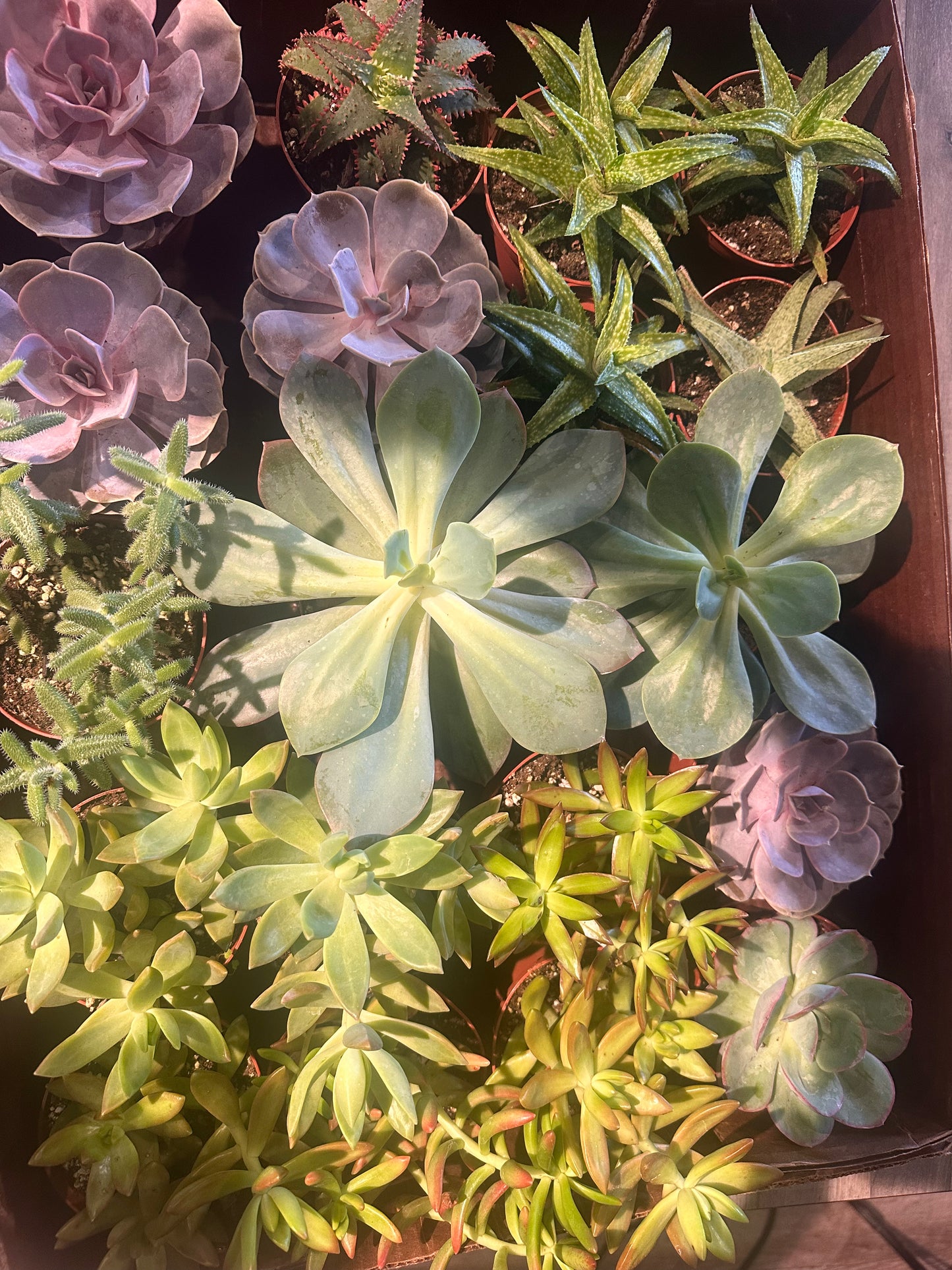 Succulent Echeveria Variety