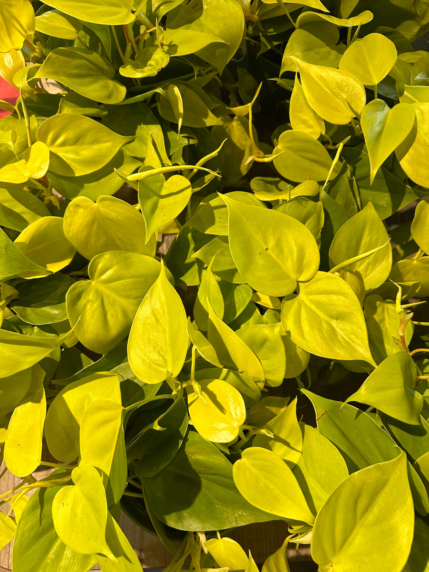 Philodendron Lemon Lime