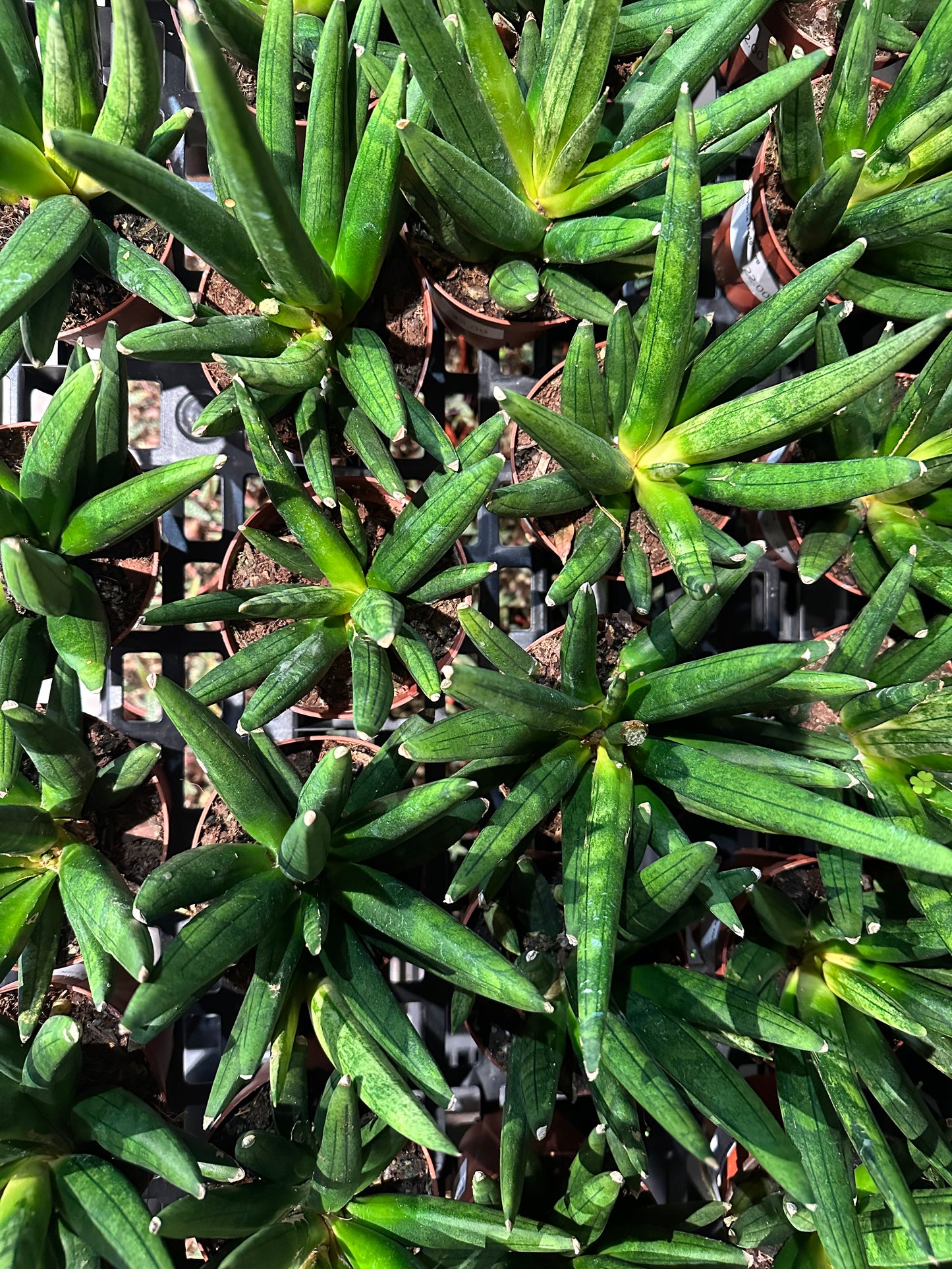 Sansevieria Hedgehog