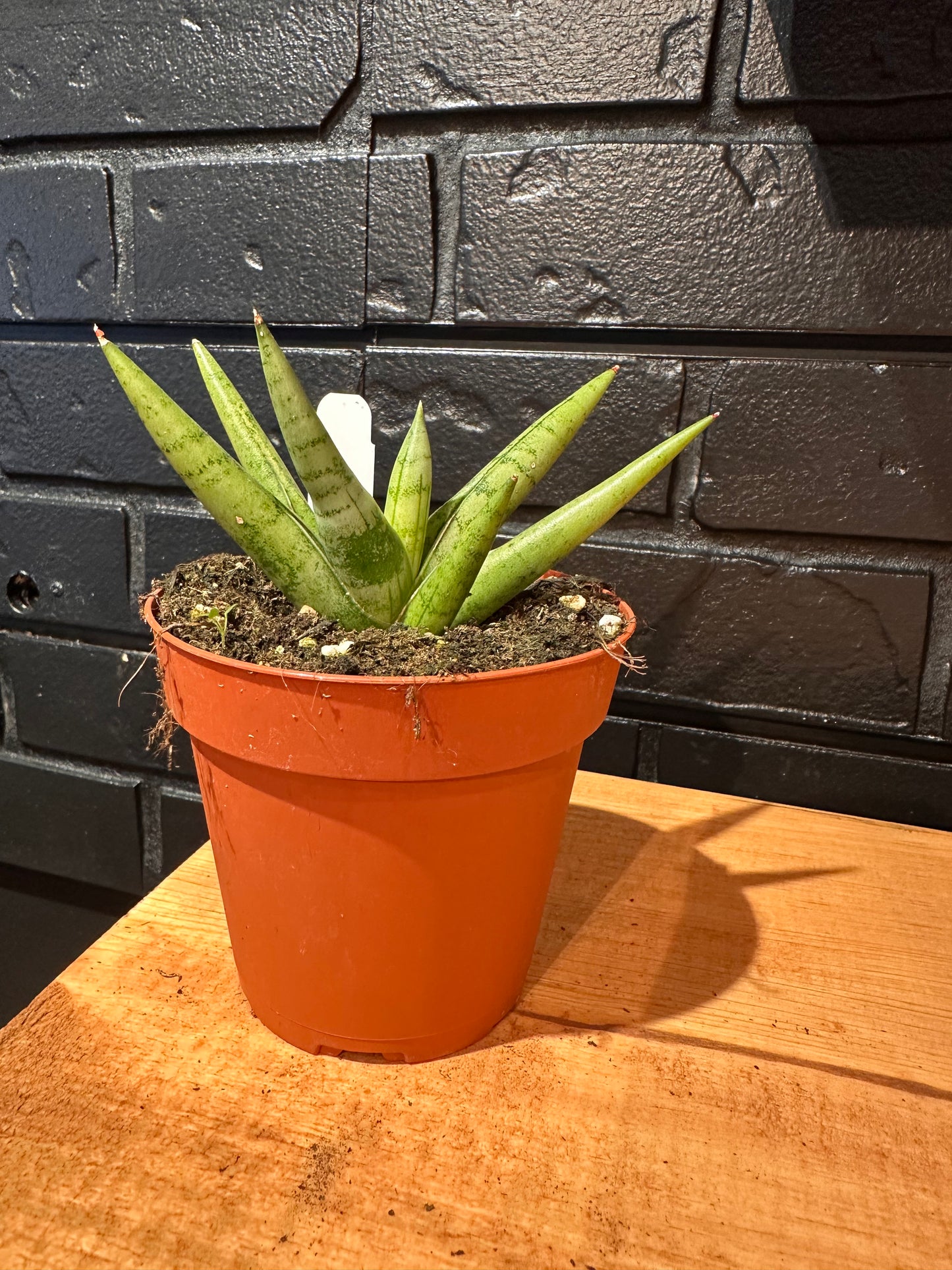 Sansevieria Silver Crown