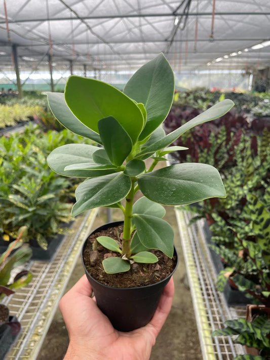 Clusia 'Princess' (Autograph Plant) 4"