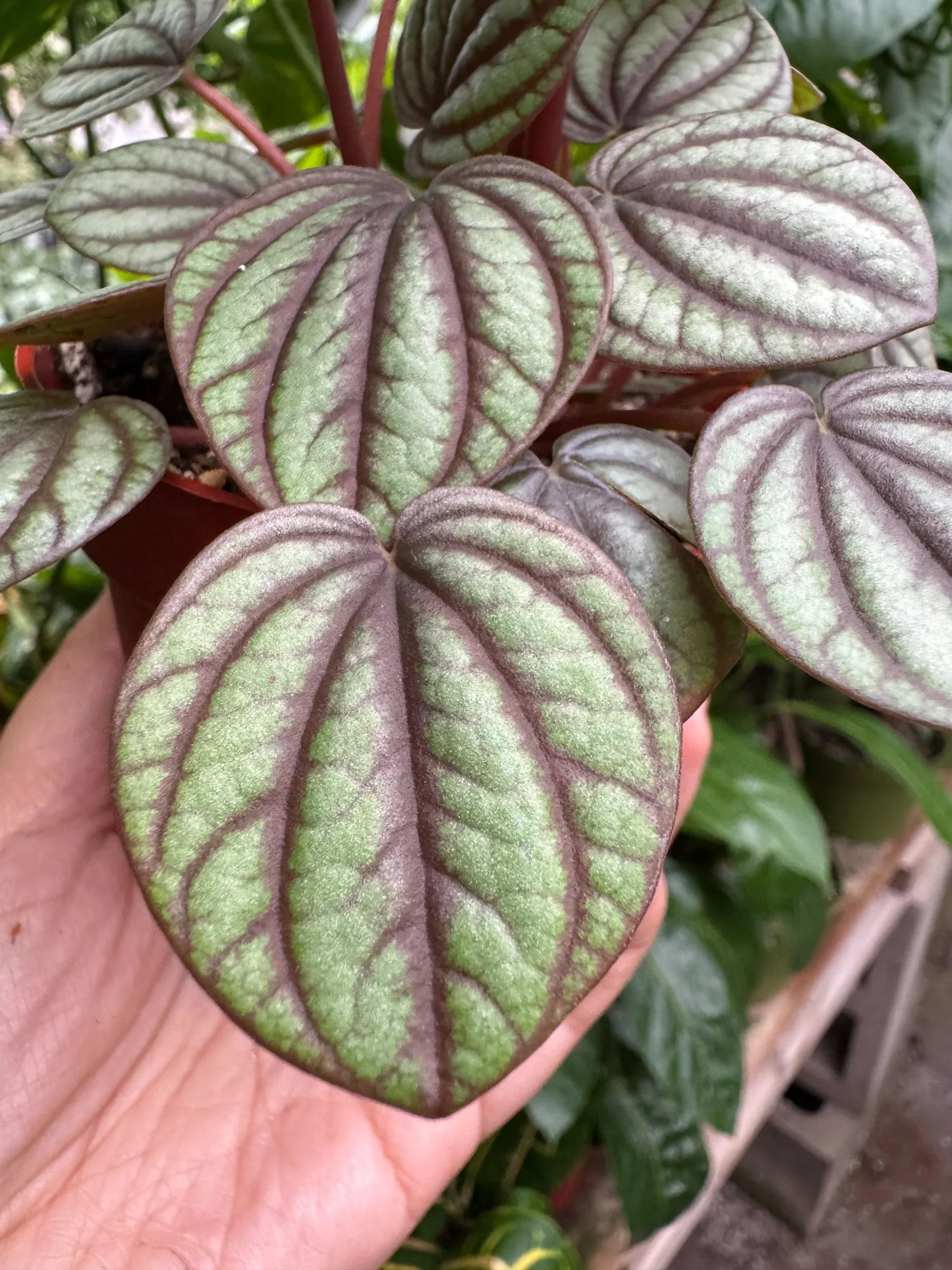 Peperomia Picollo Banda