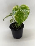 Monstera Mint