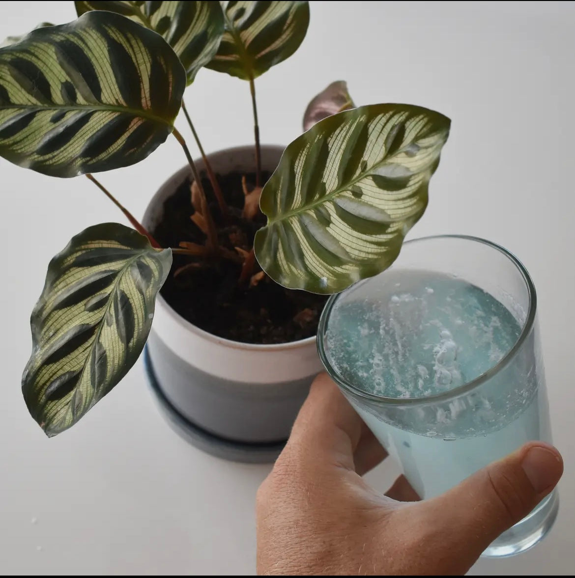 Instant Plant Food