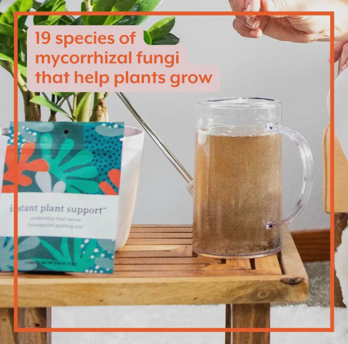 Instant Plant Support