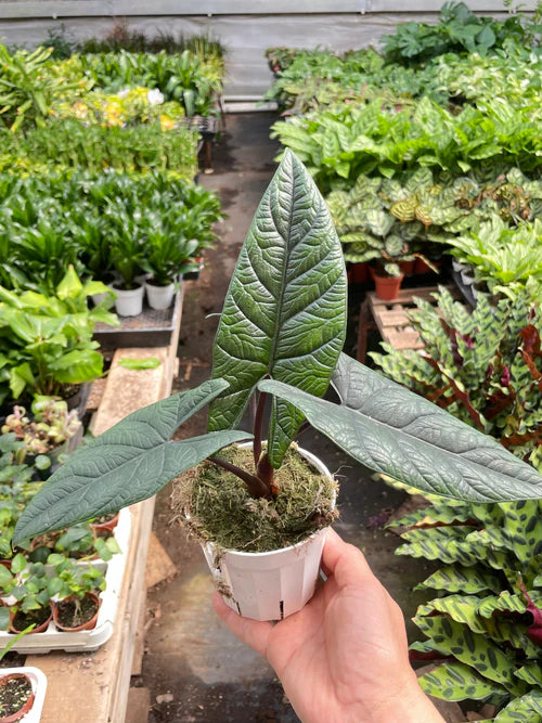 Alocasia Scalprum