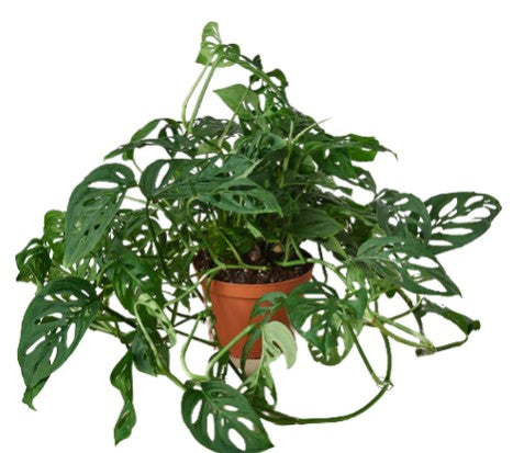 Monstera Adansonii 'Swiss Cheese'