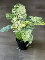 Alocasia Odora Variegated