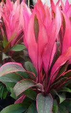 Cordyline Maria