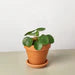 Pilea Peperomioides 'Friendship Plant'