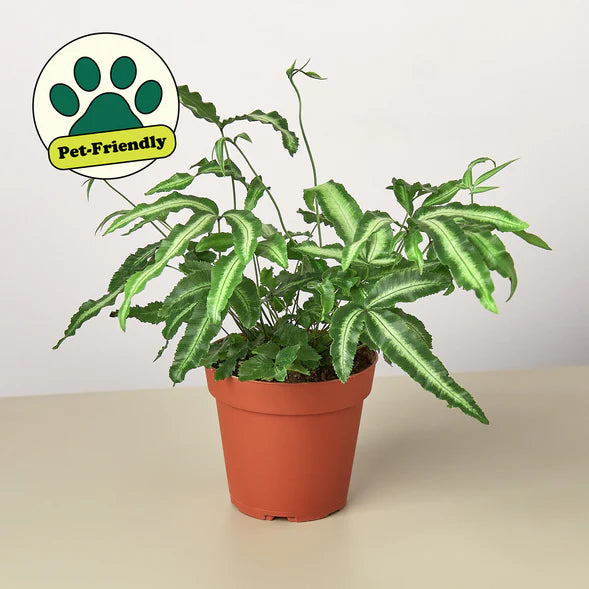 Pteris Cretica Albo Fern 4"