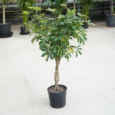 Schefflera Arboricola Gold Capella Braid