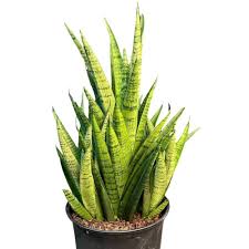 Sansevieria Fernwood Mikado