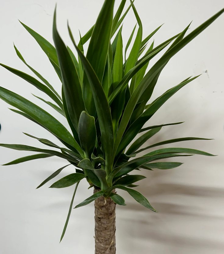 Yucca Cane