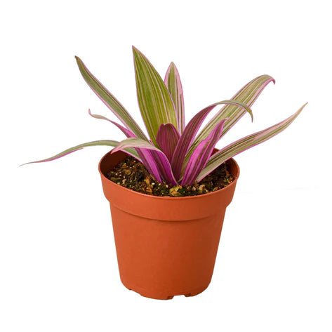 Oyster Plant 'Moses in the Cradle' 4"