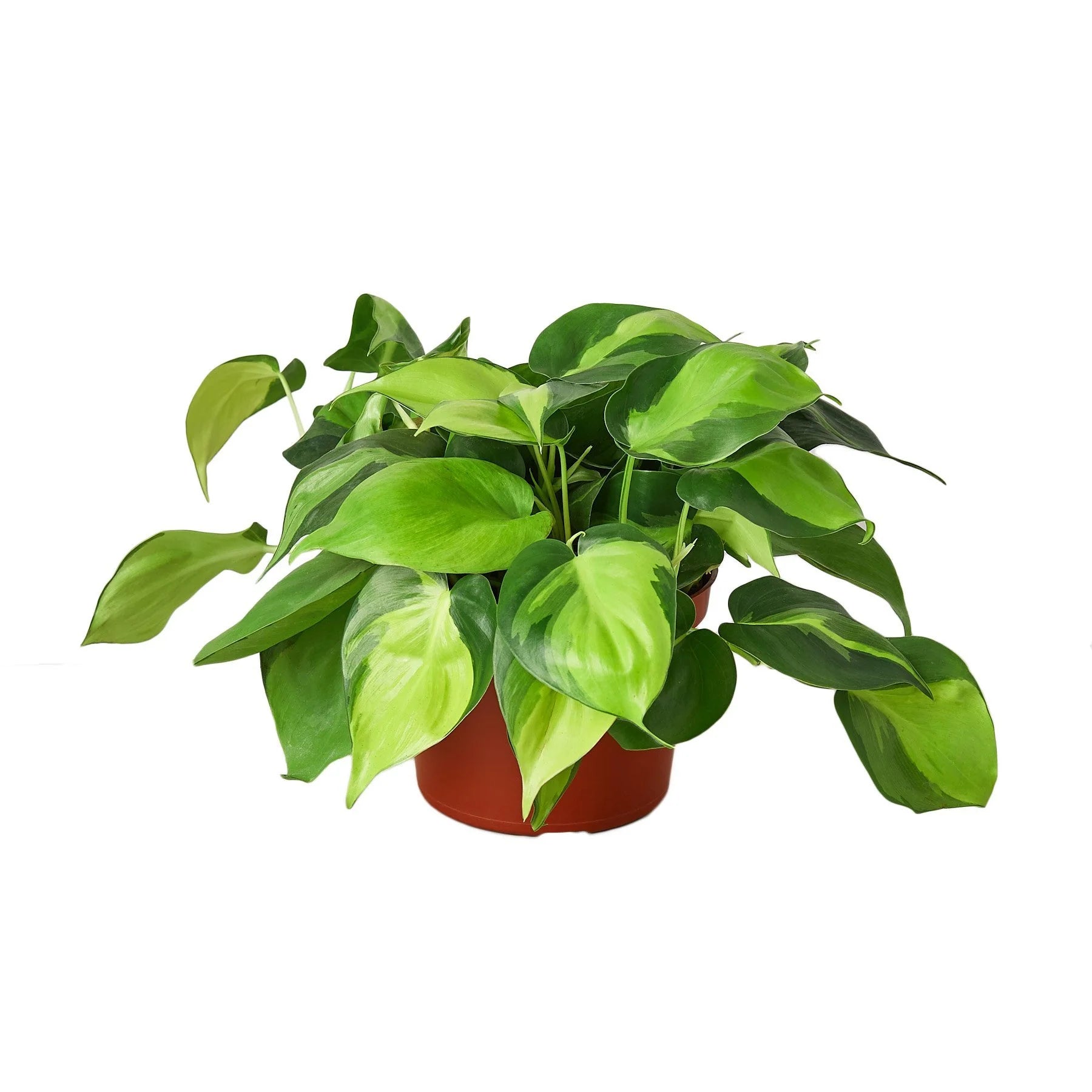 philodendron cordatum brasil Philodendron cordatum 'Brasil' (4" Pot)