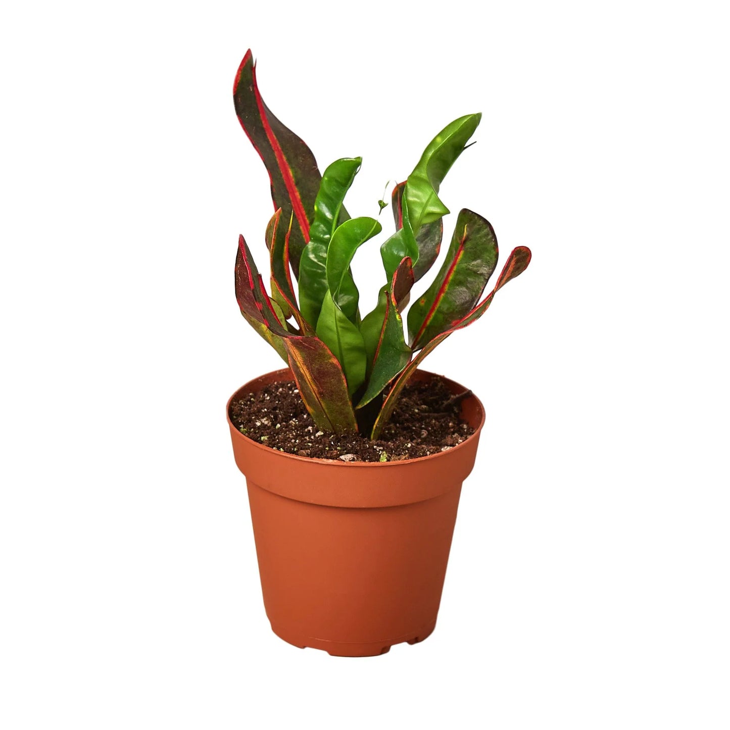Croton 'Mammy 6"