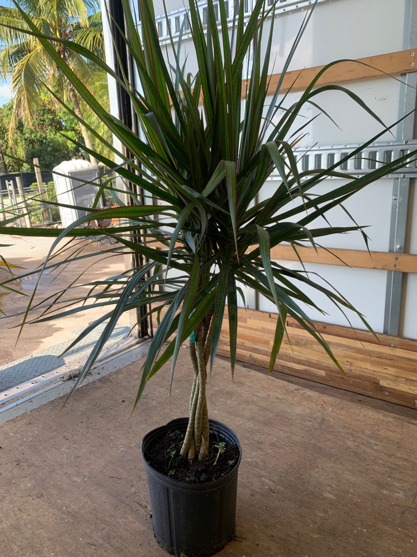 Dracaena Marginata Braid