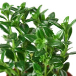 Nematanthus Candy Corn Plant 'Brazilian Firecracker' 4"