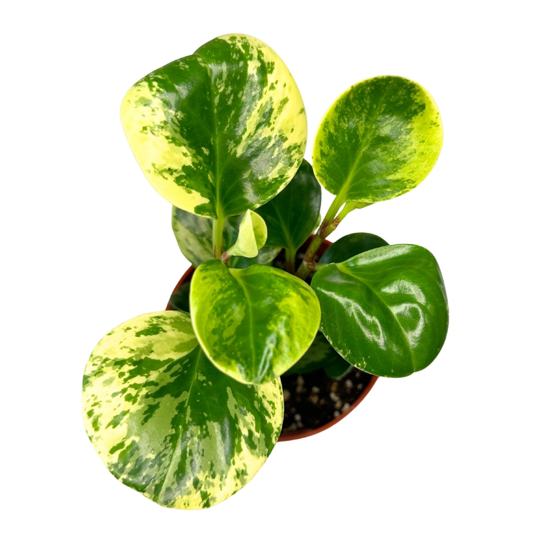 Peperomia 'marble' - Live Houseplant 4"