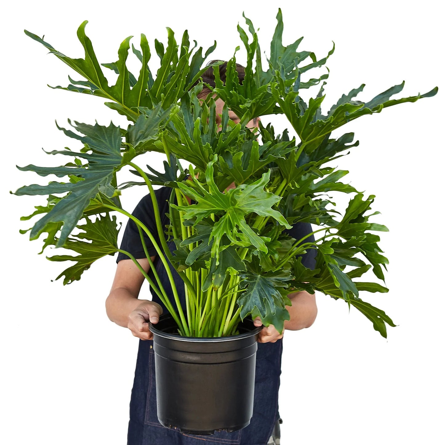 Philodendron 'Lickety Split 8"