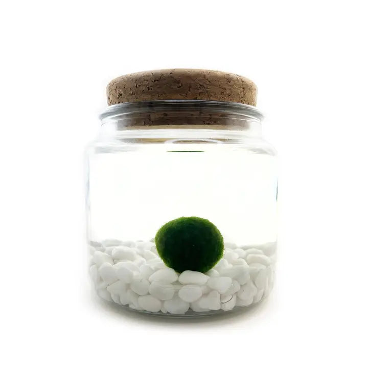 Large Classic Moss Ball Terrarium