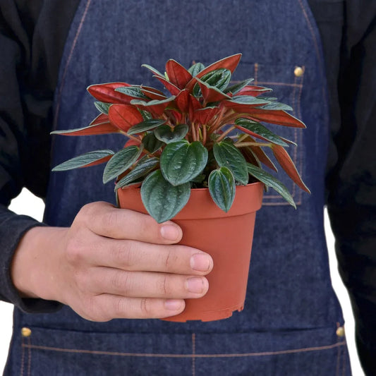Peperomia Rosso 4"