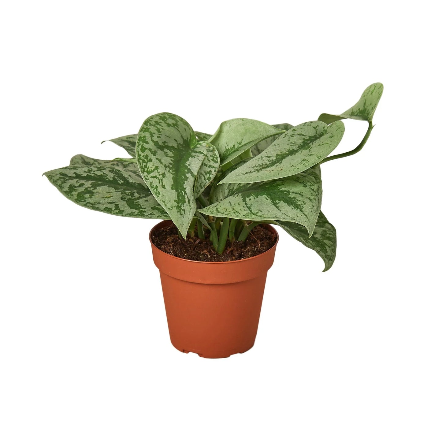 Pothos 'Silver Splash 4"