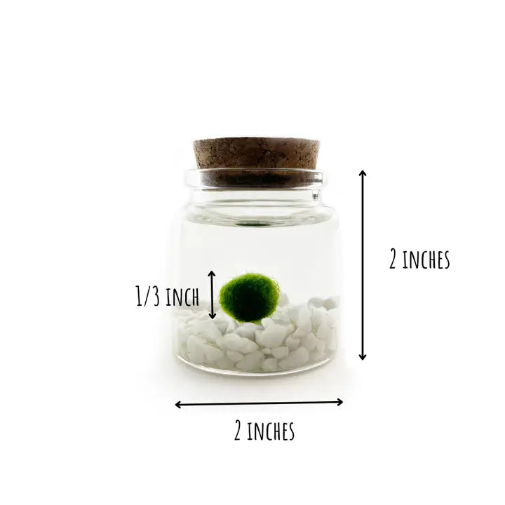 Small Classic Moss Ball Terrarium