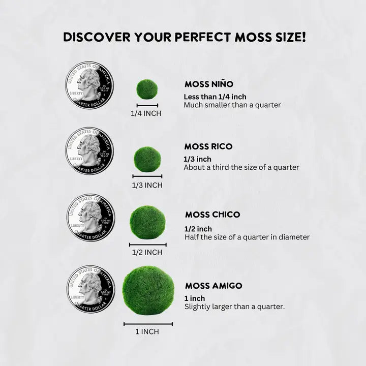 Small Classic Moss Ball Terrarium