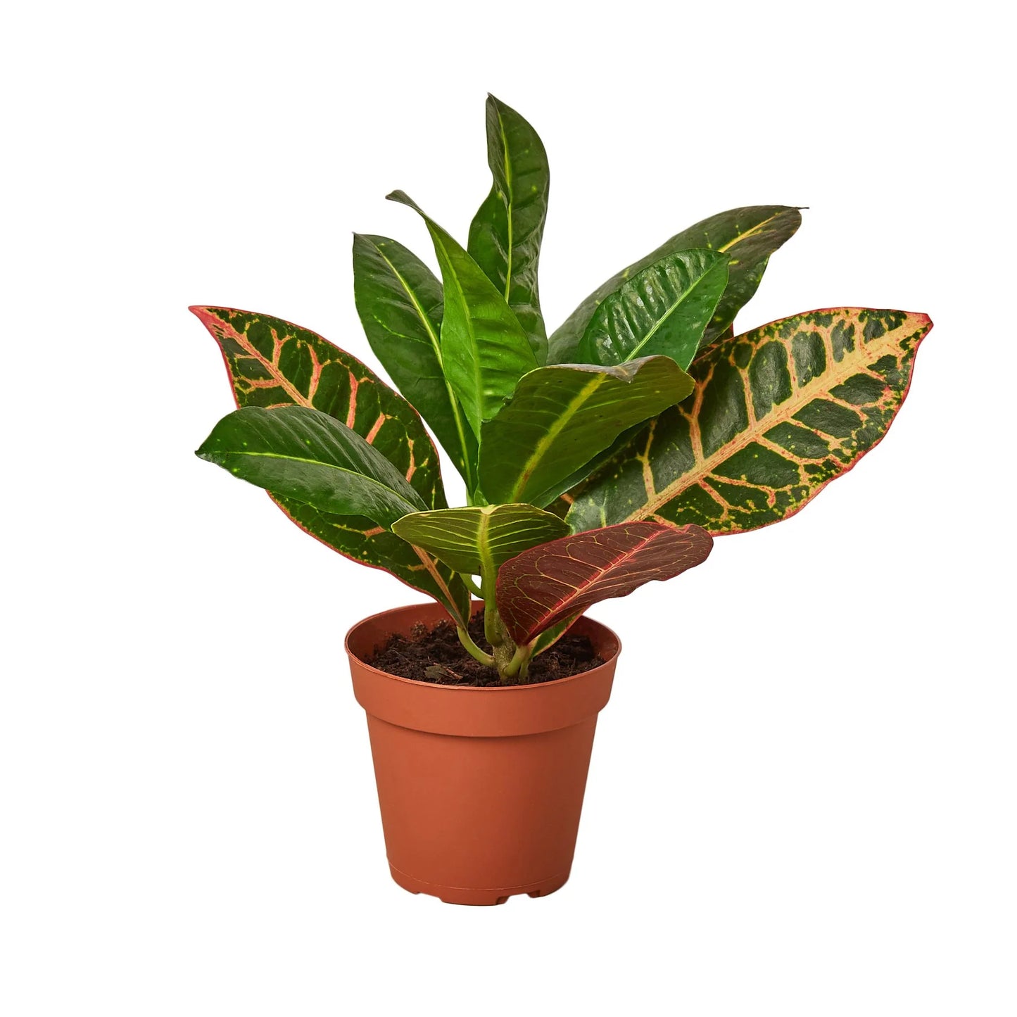 Croton Petra 'Joseph's Coat 6"