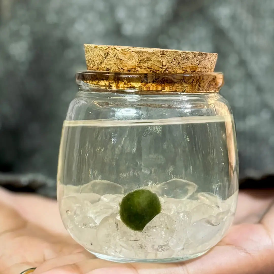 Medium Clear Quartz Stones Moss Ball Terrarium