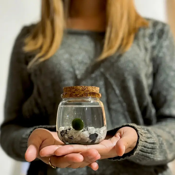 Medium Moonstone Gemstones Moss Ball Terrarium