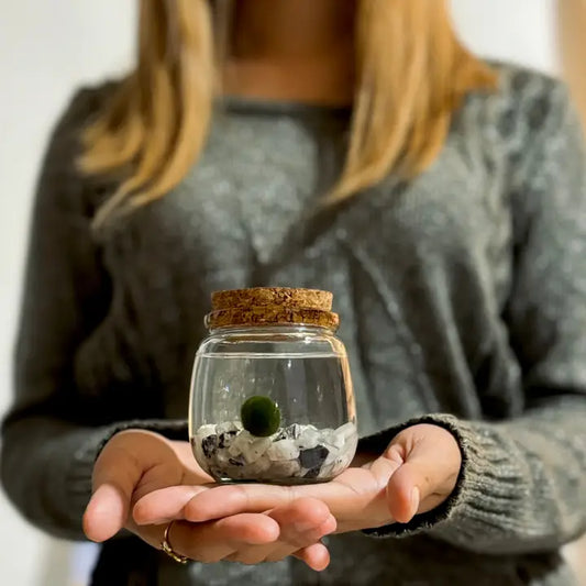 Medium Moonstone Gemstones  Moss Ball Terrarium