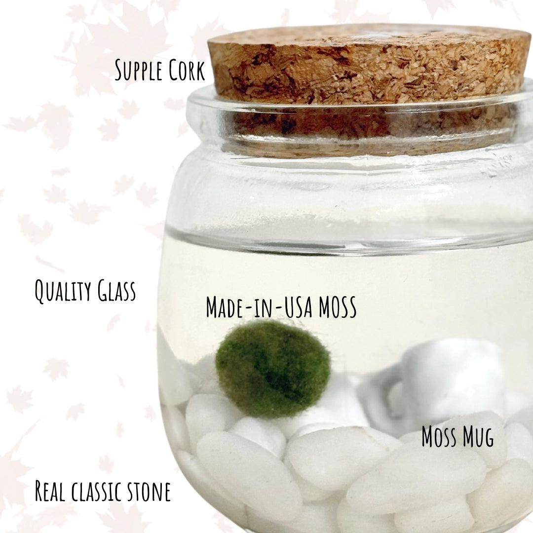Medium Classic Moss Ball Terrariums