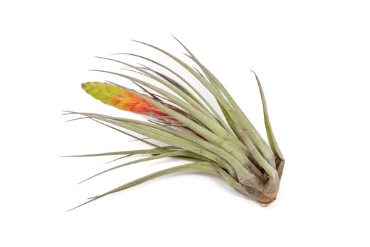 Fasciculata air plant