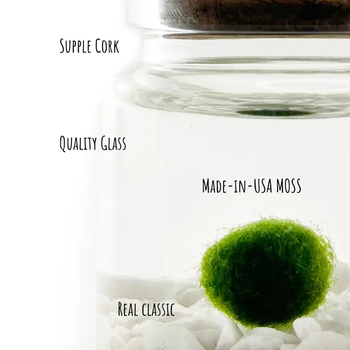 Small Classic Moss Ball Terrarium