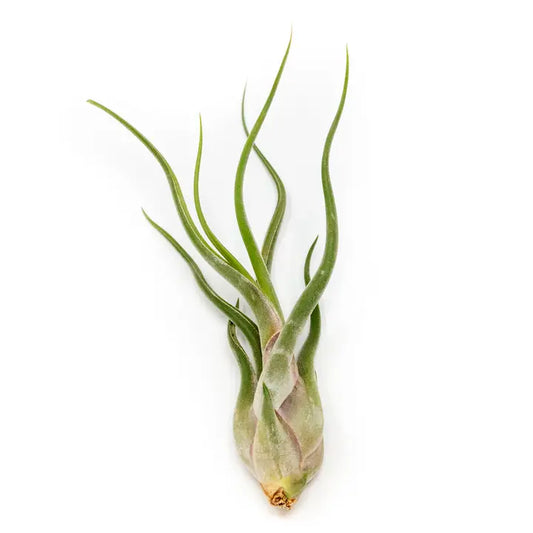Caput Medusae air plant