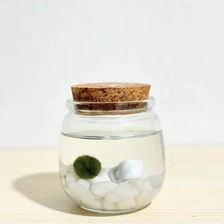 Medium Classic Moss Ball Terrariums