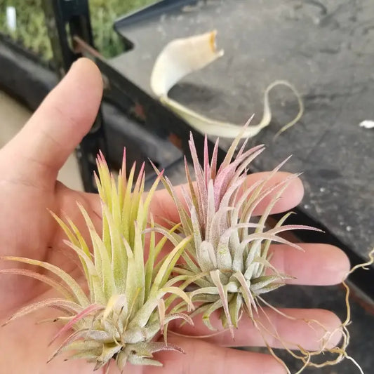 Ionantha air plant
