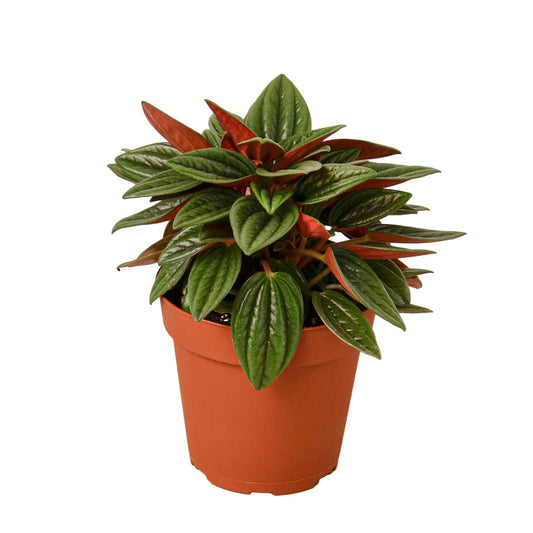 Peperomia Rosso 4"