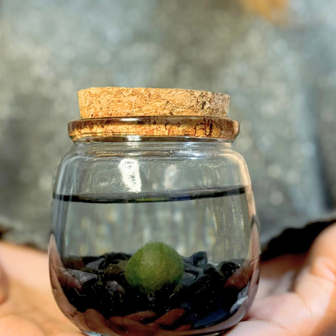 Medium Obsidian Gemstones Moss Ball Terrarium
