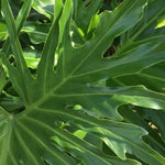 Philodendron 'Lickety Split' 8"