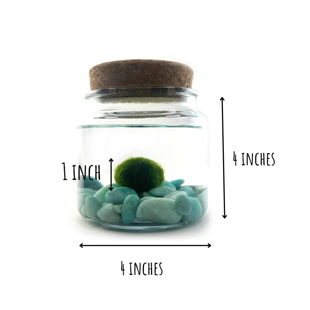 Large Amazonite Moss Ball Terrarium